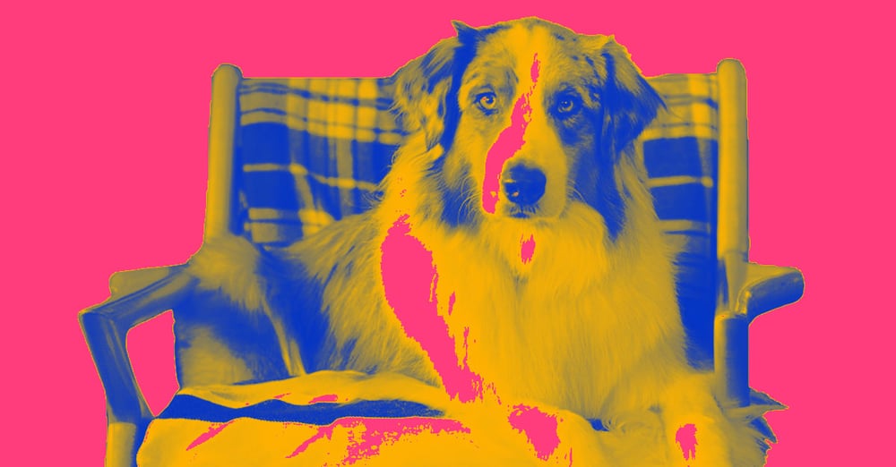 AdMiration feature: Chewy’s “Changes”