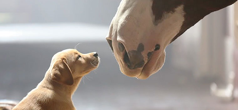 budweiser puppy love ad