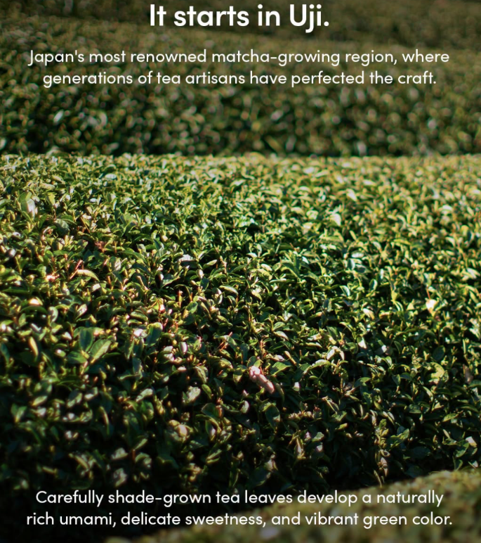 Green tea leaves grow, content notes Uji origin and shade-grown growing practices. 
